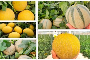 Semillas Fitó ya prepara la siguiente campaña de melón con Grazalema, Mojacar, Claudio, Solmarin e Indurain