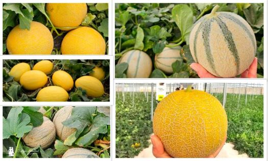 La evolución de Fitó que culmina en piel de sapo con Callejon para Almería-agroautentico