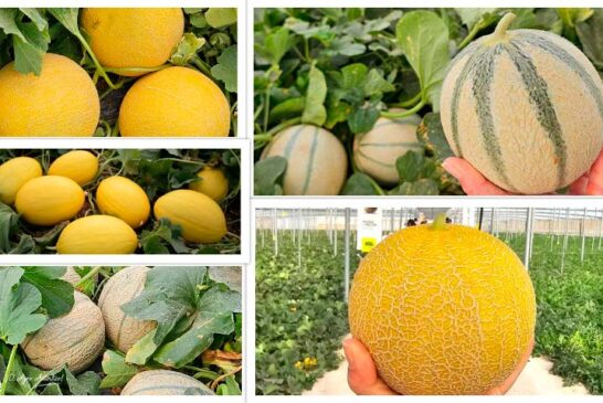 Semillas Fitó ya prepara la siguiente campaña de melón con Grazalema, Mojacar, Claudio, Solmarin e Indurain