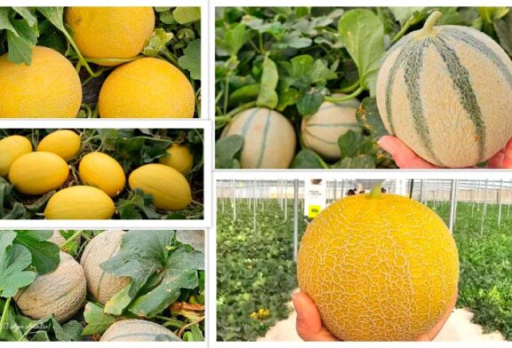 Semillas Fitó ya prepara la siguiente campaña de melón con Grazalema, Mojacar, Claudio, Solmarin e Indurain