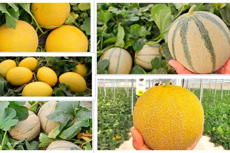 Semillas Fitó ya prepara la siguiente campaña de melón con Grazalema, Mojacar, Claudio, Solmarin e Indurain