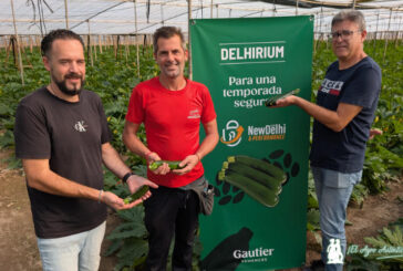 Dhelirium es el primer calabacín de Gautier resistente a Nueva Delhi y virus de la verruga