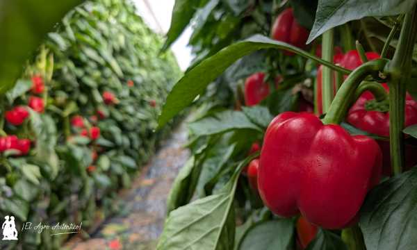 Nuevo pimiento california rojo de Fitó / agroautentico.com