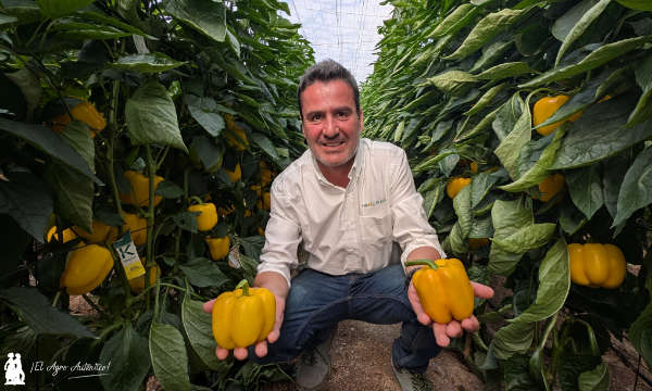 Paco Ibánez con el nuevo pimiento amarillo Taranis / agroautentico.com