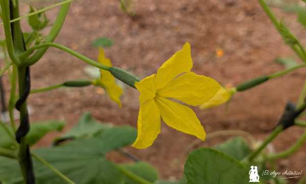 Pepino snack / agroautentico.com
