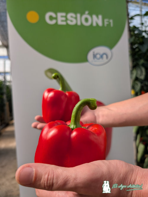 Pimiento Cesión de HM.Clause / agroautentico.com