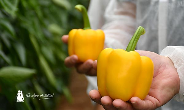 Pimientos amarillos de Syngenta Kamado, Nordic y su última novedad Cintra. 7