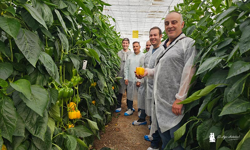 Pimientos amarillos de Syngenta Kamado, Nordic y su última novedad Cintra. 11