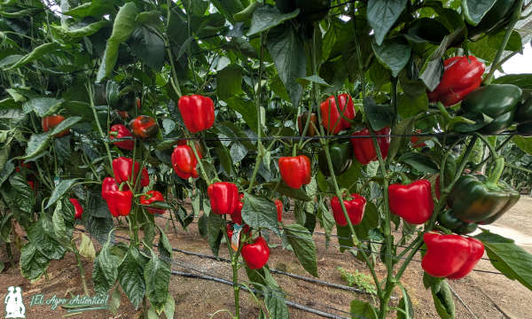 California rojo Nesmet / agroautentico.com