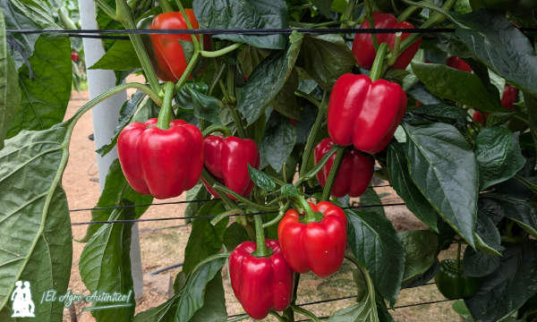 Pimiento Norris de Syngenta / agroautentico.com
