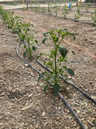 Pimiento afectado por Parvispinus en Castell de Ferro / agroautentico.com