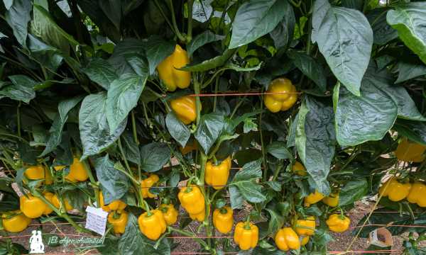 Pimiento amarillo Belenus de HM.Clause / agroautentico.com