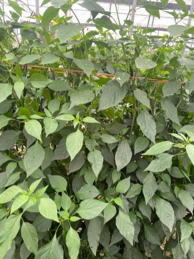 Pimiento recuperado de Parvispinus en Castell de Ferro / agroautentico.com