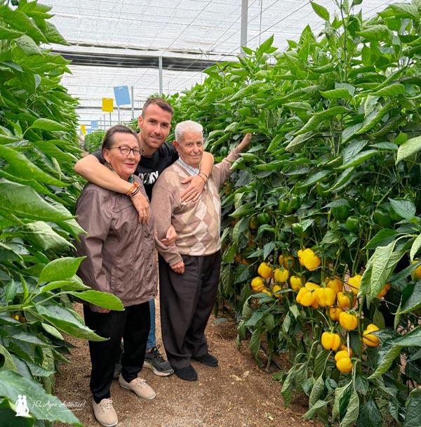 Pimientos amarillos de Syngenta Kamado, Nordic y su última novedad Cintra. 14