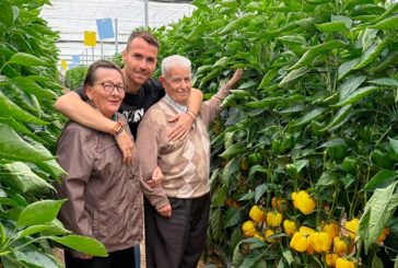 Pimiento Cintra es la novedad en tardío de Syngenta en california amarillo