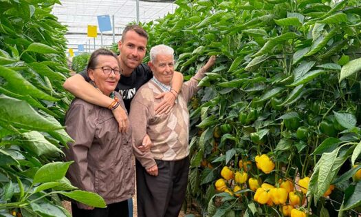 Pimiento Cintra es la novedad en tardío de Syngenta en california amarillo 50