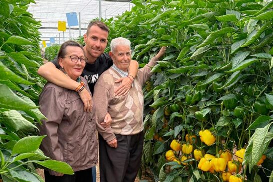 Pimiento Cintra es la novedad en tardío de Syngenta en california amarillo