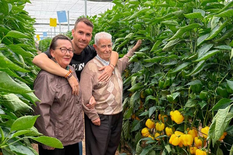 Pimiento Cintra es la novedad en tardío de Syngenta en california amarillo