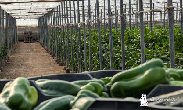 Pimientos lamuyo en invernaderos de El Ejido / agroautentico.com