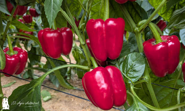 Variedad de california Arconte / agroautentico.com