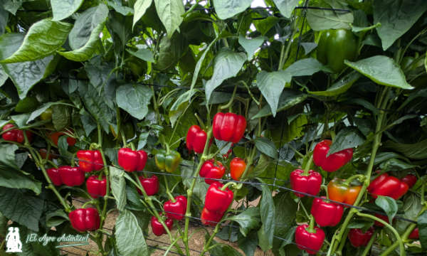 Variedad de california rojo Kunai / agroautentico.com