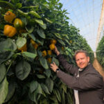 Venancio Manzaneque releva a un grande, como 'Boni', en la dirección de ventas de HM.Clause en esta zona. En la imagen con pimiento Belenus / agroautentico.com