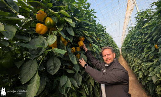 Venancio Manzaneque releva a un grande, como 'Boni', en la dirección de ventas de HM.Clause en esta zona. En la imagen con pimiento Belenus / agroautentico.com