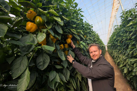 HM.Clause saca su vitrina de pimientos rojos y amarillos a la calle