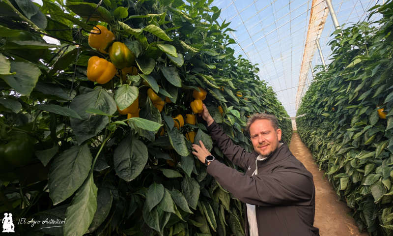 HM.Clause saca su vitrina de pimientos rojos y amarillos a la calle
