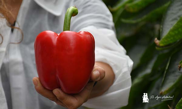 Vilmorin Mikado refuerza el pimiento temprano con Numenor y Turing