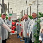 Vilmorin Mikado refuerza el pimiento temprano con Numenor y Turing 14