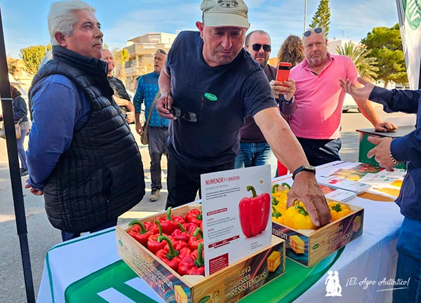 Vilmorin Mikado refuerza el pimiento temprano con Numenor y Turing 5