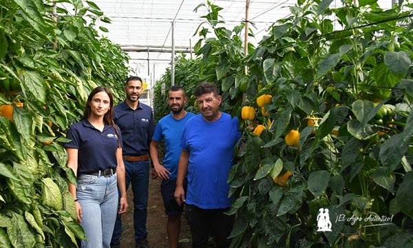Vilmorin Mikado refuerza el pimiento temprano con Numenor y Turing 12