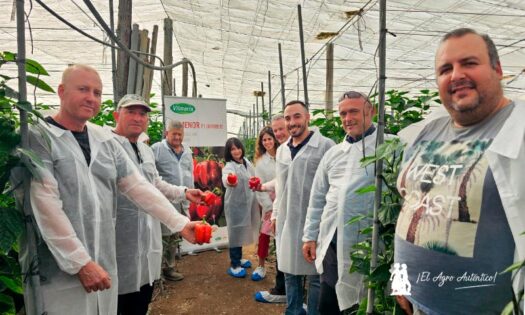 Vilmorin Mikado refuerza el pimiento temprano con Numenor y Turing 14