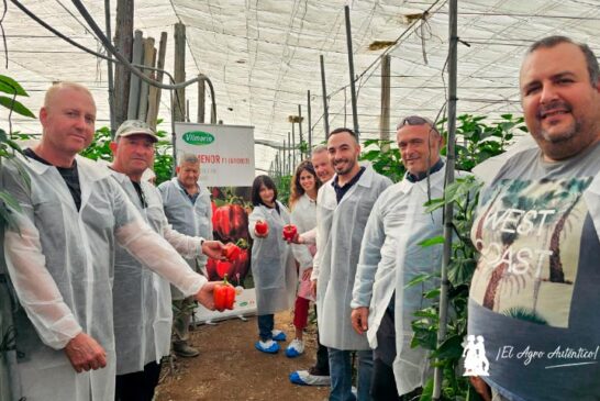 Vilmorin Mikado refuerza el pimiento temprano con Numenor y Turing