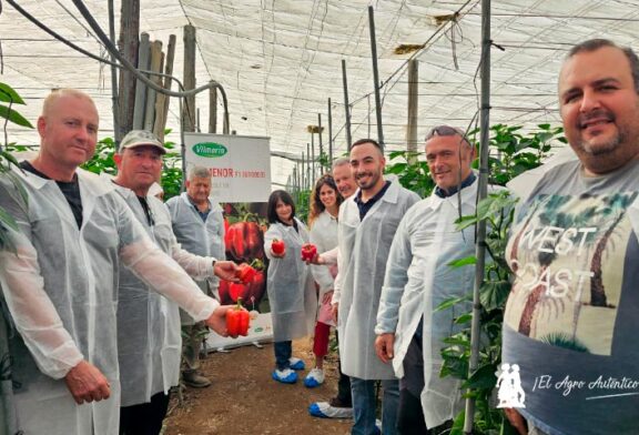 Vilmorin Mikado refuerza el pimiento temprano con Numenor y Turing