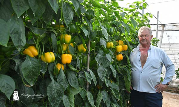 Vilmorin Mikado refuerza el pimiento temprano con Numenor y Turing 10