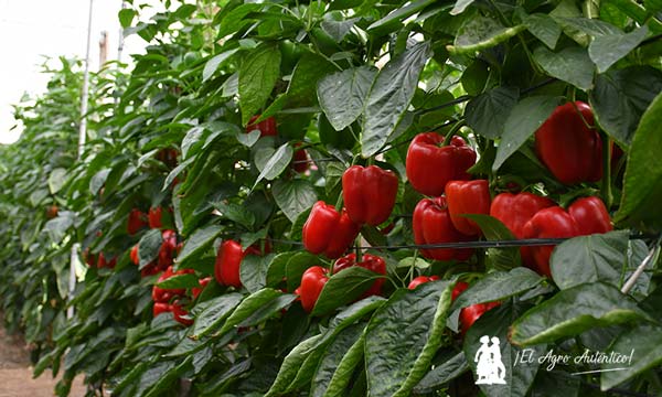 Vilmorin Mikado refuerza el pimiento temprano con Numenor y Turing 8