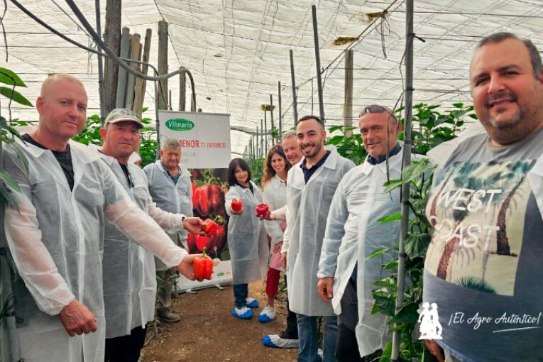 Vilmorin Mikado refuerza el pimiento temprano con Numenor y Turing