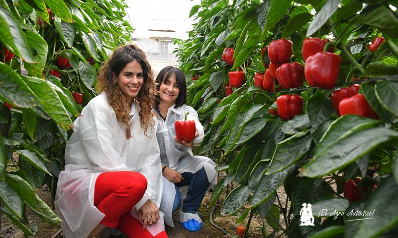 Vilmorin Mikado refuerza el pimiento temprano con Numenor y Turing 