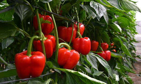 Vilmorin Mikado refuerza el pimiento temprano con Numenor y Turing 7