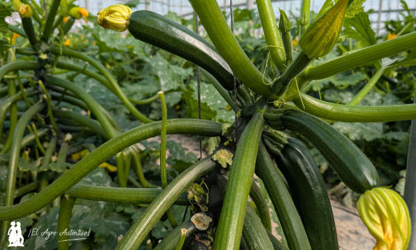 Calabacín de Syngenta / agroautentico.com