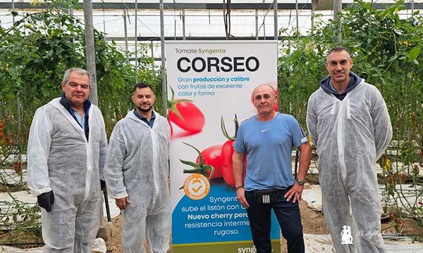 Corseo es el nuevo cherry de Syngenta que va muy rápido y asegura kilos-agroautentico