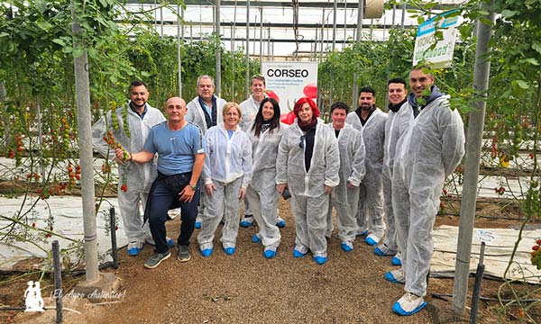 Corseo es el nuevo cherry de Syngenta que va muy rápido y asegura kilos 7