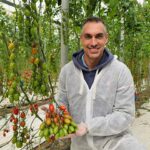 Corseo es el nuevo cherry de Syngenta que va muy rápido y asegura kilos 2-agroautentico