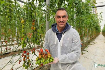 Corseo es el nuevo cherry de Syngenta que va muy rápido y asegura kilos