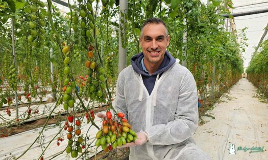 Corseo es el nuevo cherry de Syngenta que va muy rápido y asegura kilos 2-agroautentico