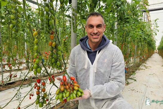 Corseo es el nuevo cherry de Syngenta que va muy rápido y asegura kilos