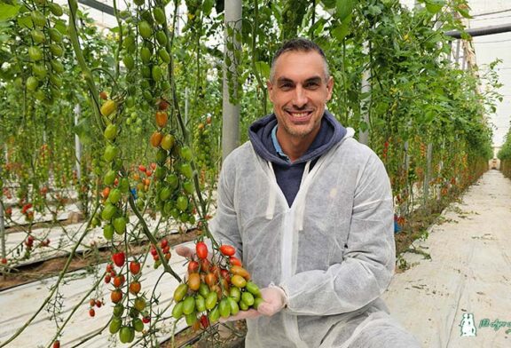 Corseo es el nuevo cherry de Syngenta que va muy rápido y asegura kilos
