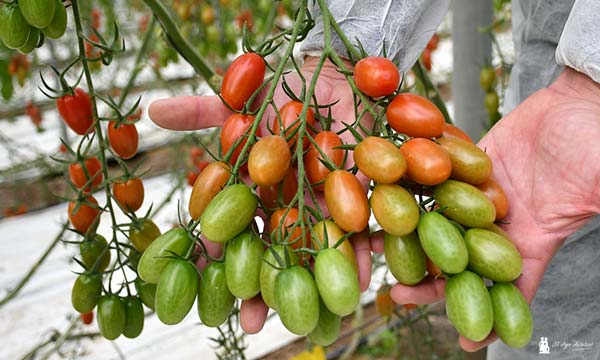 Corseo es el nuevo cherry de Syngenta que va muy rápido y asegura kilos 5